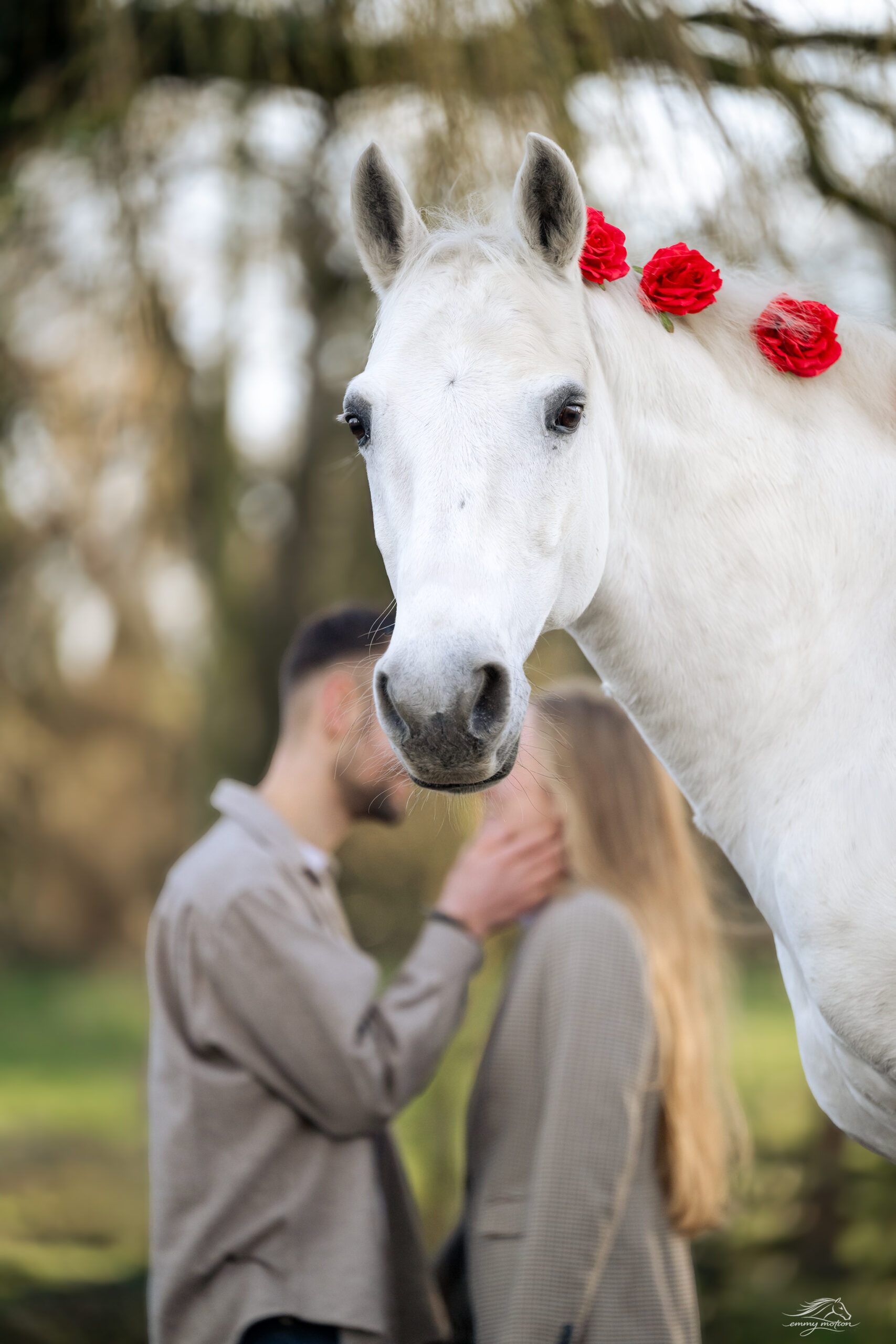 Photographe animalière ; Photographie animalière ; Photographe professionnelle ; Séance photo animale ; Shooting photo animalier ; Portrait animalier ; Photographe Hauts-de-France ; Photographe Somme ; Photographe Pas-de-Calais ; Photographe Nord ; Photographe Lille ; Photographe Amiens ; Photographe Arras ; Photographe Douai ; Photographe Lens ; Photographe Valenciennes ; Photographe Saint-Quentin ; Photographe extérieure ; Photographe nature ; Photographe lumière naturelle ; Photographe douce et patiente ; Photographe bienveillante ; Photographe chien ; Séance photo chien ; Shooting photo canin ; Portrait de chien ; Photo de chien en extérieur ; Photographie de chien en mouvement ; Photographe de chien Hauts-de-France ; Photographe canin Somme ; Photographe canin Pas-de-Calais ; Photographe canin Nord ; Photographe équin ; Photographe cheval ; Séance photo cheval ; Shooting photo équin ; Portrait de cheval ; Photo de cheval en extérieur ; Photographie de cheval en mouvement ; Photographe de cheval Hauts-de-France ; Photographe équin Somme ; Photographe équin Pas-de-Calais ; Photographe équin Nord ; Photographe lifestyle ; Séance photo famille avec animal ; Shooting photo couple avec animal ; Portraits en extérieur avec animal ; Photographe lifestyle Hauts-de-France ; Photographe lifestyle Somme ; Photographe lifestyle Pas-de-Calais ; Photographe lifestyle Nord ; Carte cadeau séance photo ; Offrir une séance photo animale ; Bon cadeau shooting photo ; Idée cadeau photographie animalière ; Galerie photo privée ; Accès galerie client ; Galerie en ligne séance photo ; Téléchargement photos séance ; Commande tirages photo ; Conseils photographie animalière ; Astuces photo chien ; Astuces photo cheval ; Histoires inspirantes animaux ; Coulisses séance photo ; Actualités photographe animalière ; Emmanuelle Meunier ; Emmanuelle Meunier Photographie ; Photographe Emmanuelle Meunier ; Emmanuelle Meunier photographe animalière ; Emmanuelle Meunier Hauts-de-France ; Emmanuelle Meunier Somme ; Emmanuelle Meunier Pas-de-Calais ; Emmanuelle Meunier Nord ; Shooting photo chien Amiens ; Séance photo cheval Arras ; Photographe canine Lille ; Photographe équine Lens ; Portrait animal Valenciennes ; Photo chien Saint-Quentin ; Photo cheval nature Hauts-de-France ; Portrait chien complicité ; Shooting équin lumière naturelle ; Photo artistique chien ; Photo artistique cheval