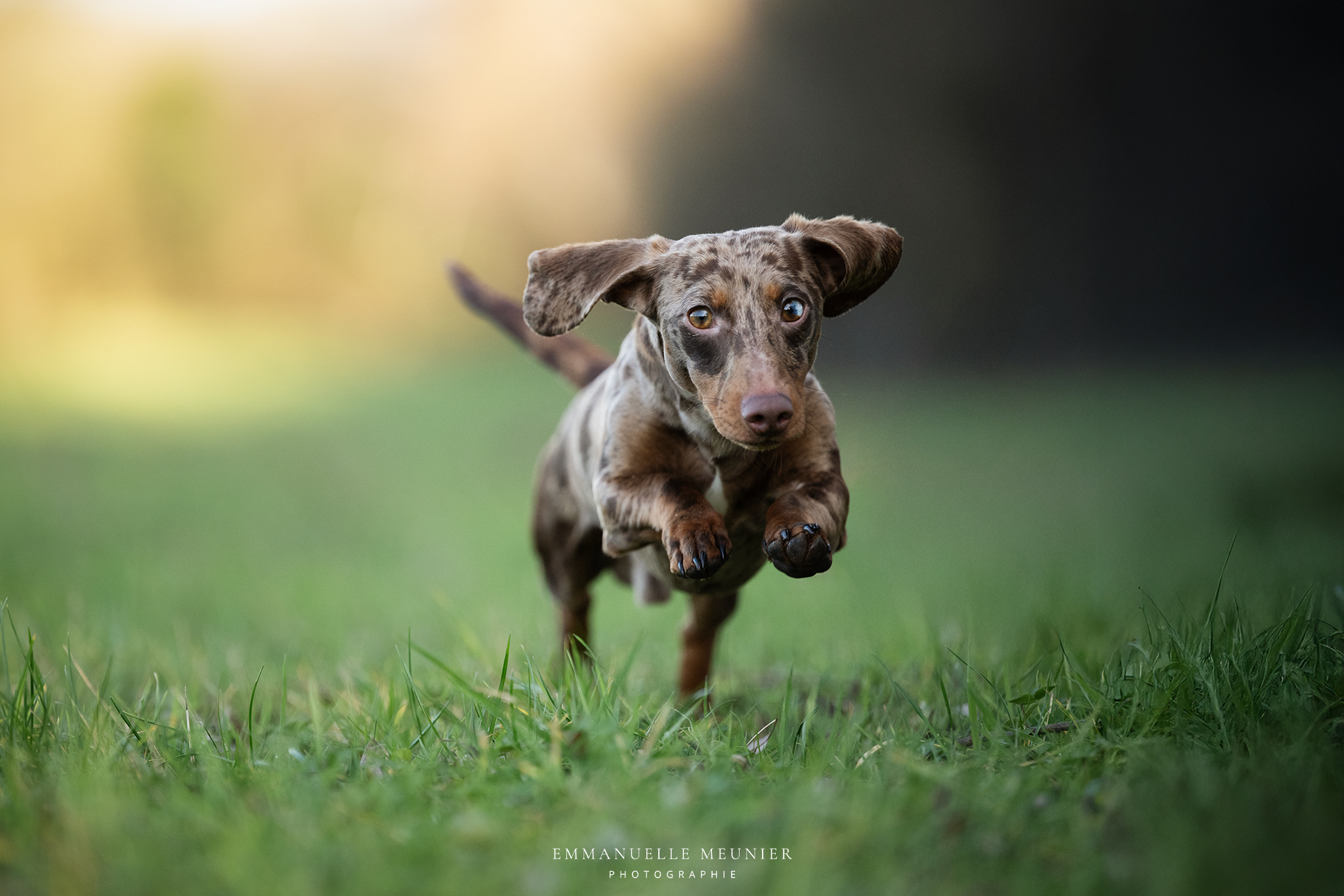 Photographe animalière ; Photographie animalière ; Photographe professionnelle ; Séance photo animale ; Shooting photo animalier ; Portrait animalier ; Photographe Hauts-de-France ; Photographe Somme ; Photographe Pas-de-Calais ; Photographe Nord ; Photographe Lille ; Photographe Amiens ; Photographe Arras ; Photographe Douai ; Photographe Lens ; Photographe Valenciennes ; Photographe Saint-Quentin ; Photographe extérieure ; Photographe nature ; Photographe lumière naturelle ; Photographe douce et patiente ; Photographe bienveillante ; Photographe chien ; Séance photo chien ; Shooting photo canin ; Portrait de chien ; Photo de chien en extérieur ; Photographie de chien en mouvement ; Photographe de chien Hauts-de-France ; Photographe canin Somme ; Photographe canin Pas-de-Calais ; Photographe canin Nord ; Photographe équin ; Photographe cheval ; Séance photo cheval ; Shooting photo équin ; Portrait de cheval ; Photo de cheval en extérieur ; Photographie de cheval en mouvement ; Photographe de cheval Hauts-de-France ; Photographe équin Somme ; Photographe équin Pas-de-Calais ; Photographe équin Nord ; Photographe lifestyle ; Séance photo famille avec animal ; Shooting photo couple avec animal ; Portraits en extérieur avec animal ; Photographe lifestyle Hauts-de-France ; Photographe lifestyle Somme ; Photographe lifestyle Pas-de-Calais ; Photographe lifestyle Nord ; Carte cadeau séance photo ; Offrir une séance photo animale ; Bon cadeau shooting photo ; Idée cadeau photographie animalière ; Galerie photo privée ; Accès galerie client ; Galerie en ligne séance photo ; Téléchargement photos séance ; Commande tirages photo ; Conseils photographie animalière ; Astuces photo chien ; Astuces photo cheval ; Histoires inspirantes animaux ; Coulisses séance photo ; Actualités photographe animalière ; Emmanuelle Meunier ; Emmanuelle Meunier Photographie ; Photographe Emmanuelle Meunier ; Emmanuelle Meunier photographe animalière ; Emmanuelle Meunier Hauts-de-France ; Emmanuelle Meunier Somme ; Emmanuelle Meunier Pas-de-Calais ; Emmanuelle Meunier Nord ; Shooting photo chien Amiens ; Séance photo cheval Arras ; Photographe canine Lille ; Photographe équine Lens ; Portrait animal Valenciennes ; Photo chien Saint-Quentin ; Photo cheval nature Hauts-de-France ; Portrait chien complicité ; Shooting équin lumière naturelle ; Photo artistique chien ; Photo artistique cheval